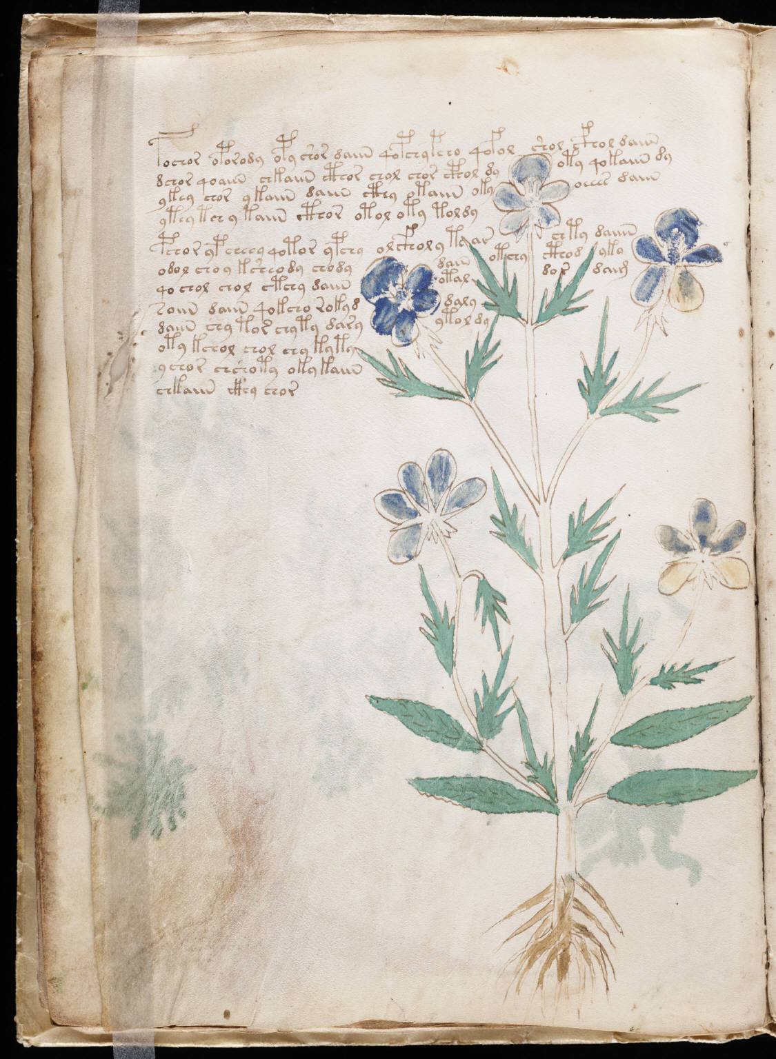 A folio of the Voynich manuscript (Beinecke MS 408): the looping Currier script wrapped around a painted plant.